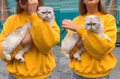 Taylor Swift holds onto her CAT as she walks into a Miami stadium hours ahead of her next Eras Tour stop..