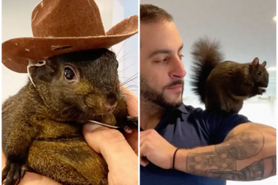 Peanut The Squirrel Owners Sue New York State Over ‘Execution’ Of Beloved Pets